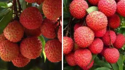 1593217101286619.jpg 荔枝1.jpg